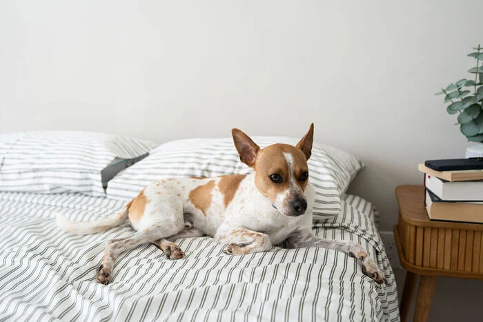 A white and tan dog on Brooklinen Luxe Sateen sheets
