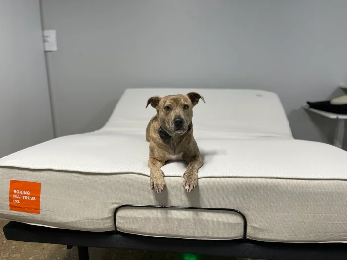Our canine tester poses on a Boring Hybrid Mattress
