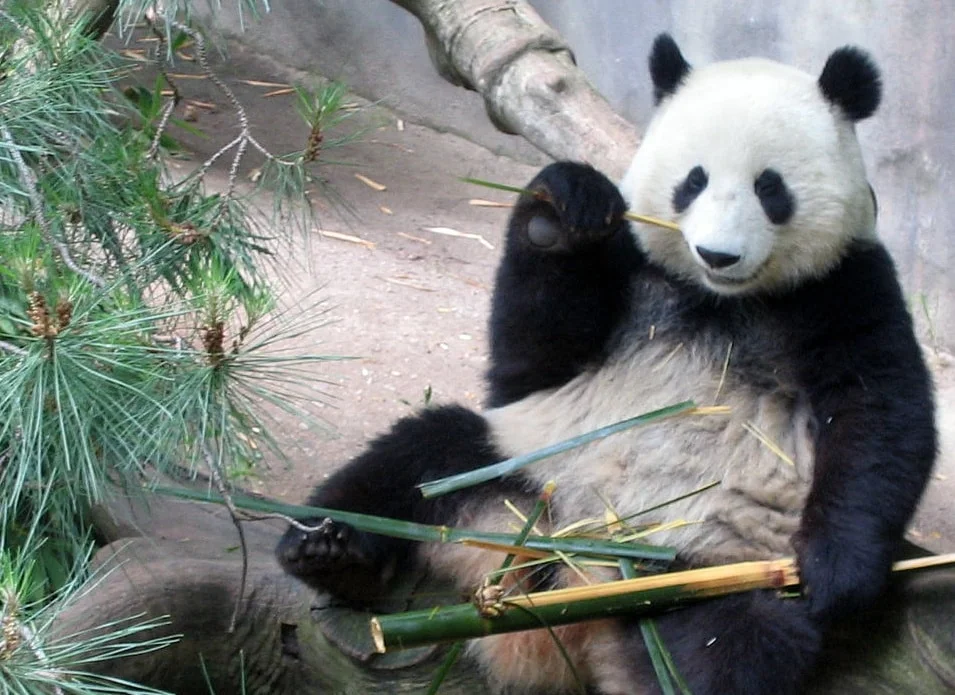 Bamboo 101: How Bamboo Sheets Are Made bambooinbedpanda