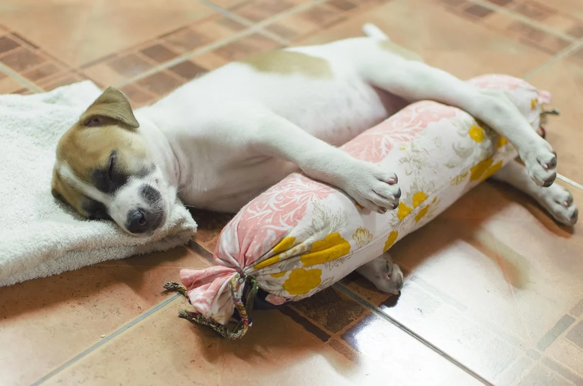 How Much Sleep Do Dogs Need? A puppy sleeps with a pillow on the floor