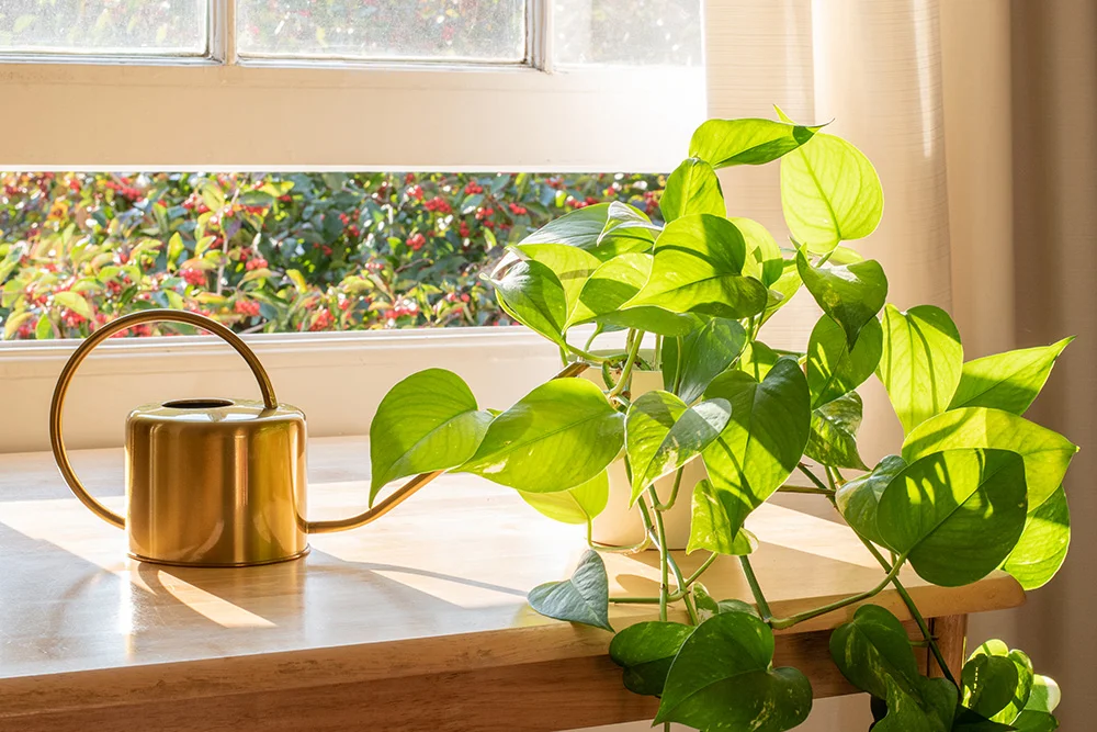 Indoor Golden pothos houseplant next to a watering can in a beautifully designed home interior Indoor Golden pothos houseplant next to a watering can in a beautifully designed home interior