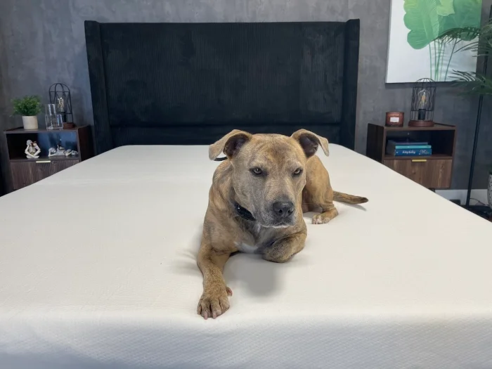 Our canine tester lounges on a Polysleep Sierra Mattress