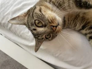 Our expert assesses a Casper SuperSoft Sheet Set