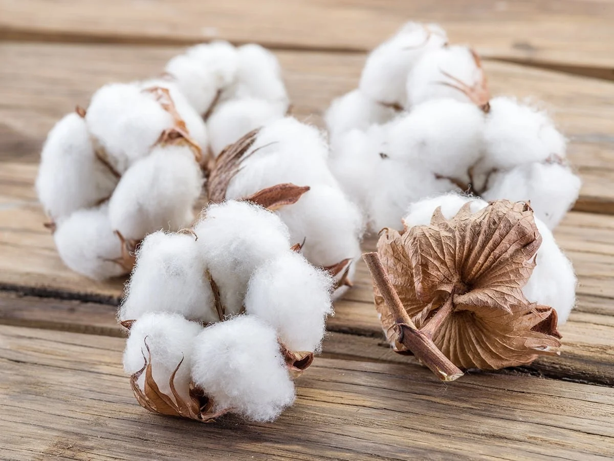 The Best Egyptian Cotton Sheets: An image of seven cotton bolls on a table. The Best Egyptian Cotton Sheets: An image of seven cotton bolls on a table.