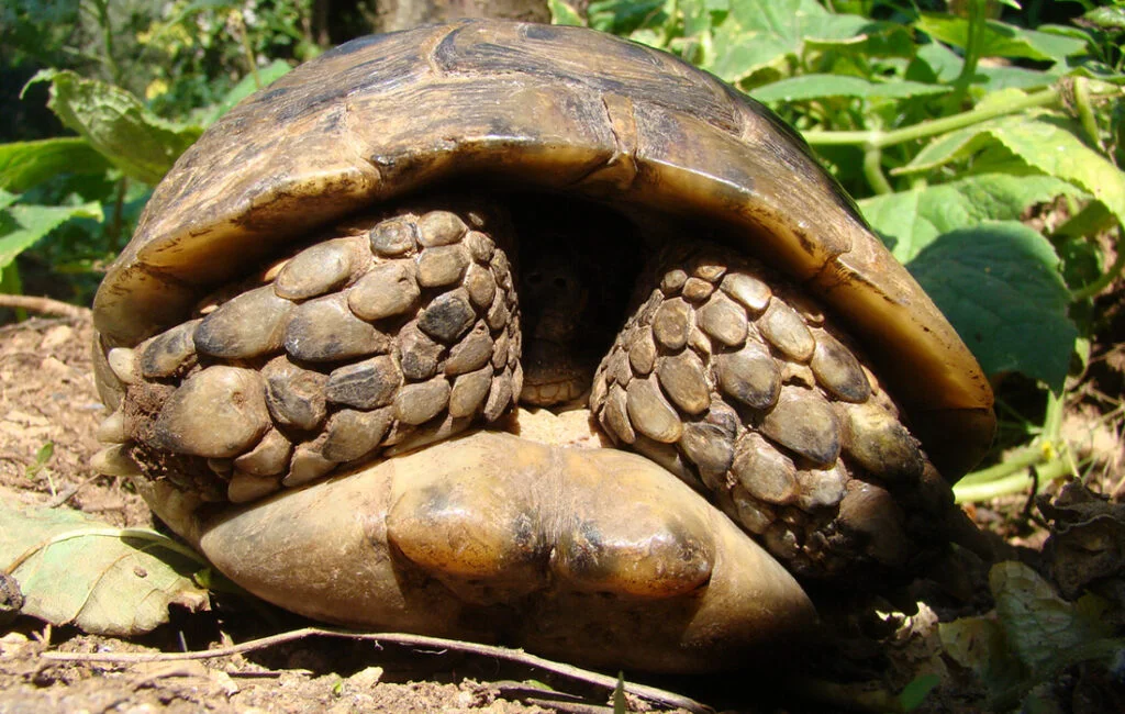 How Do Reptiles Sleep? Turtle sleeping in a shell