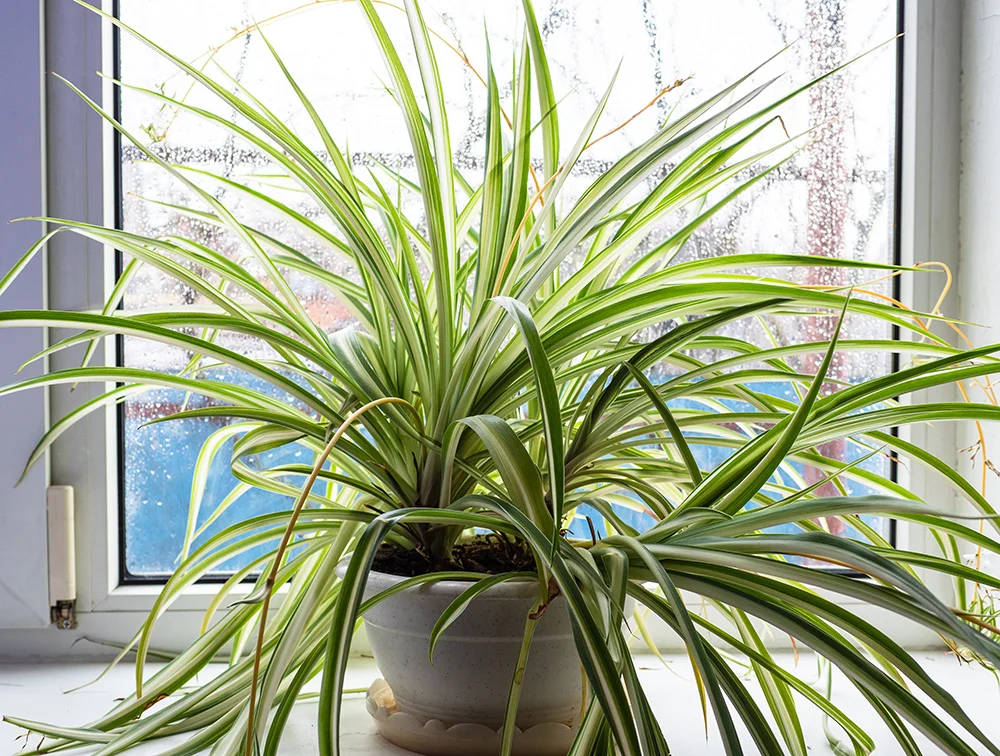 fresh spider houseplant in flower pot on window sill fresh spider houseplant in flower pot on window sill