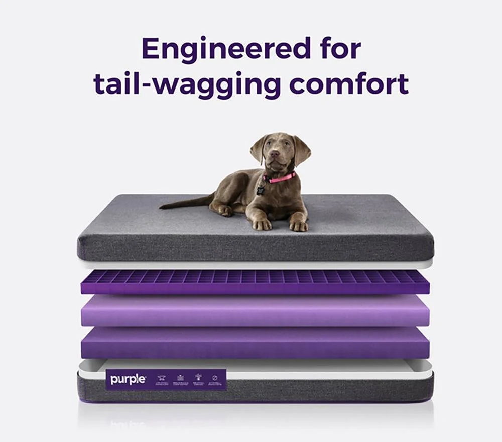 Purple Announces Kickstarter For New Pet Bed, Hits Goal On The Same Day Purple Pet Bed Kickstarter Hit Goal Dog