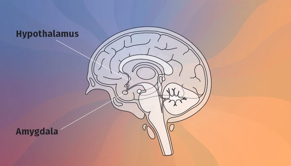 Diagram of brain pointing to hypothalamus and amygdala