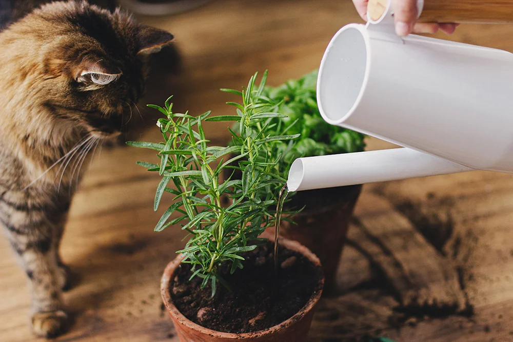 Cute tabby cat looking at watering fresh basil and rosemary plants from modern watering can stock photo Cute tabby cat looking at watering fresh basil and rosemary plants from modern watering can stock photo