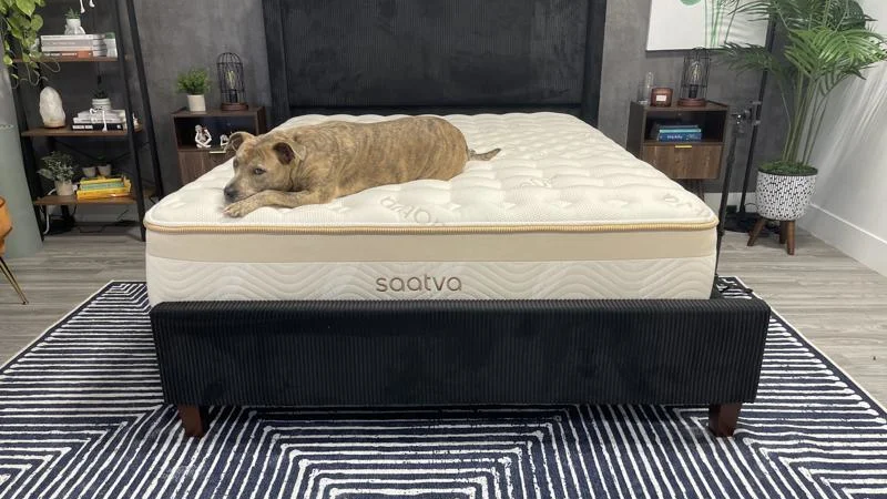 Front view of the Saatva Loom & Leaf Mattress with our canine tester