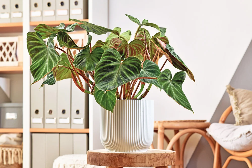 Lush topical 'Philodendron Verrucosum' houseplant Lush topical 'Philodendron Verrucosum' houseplant