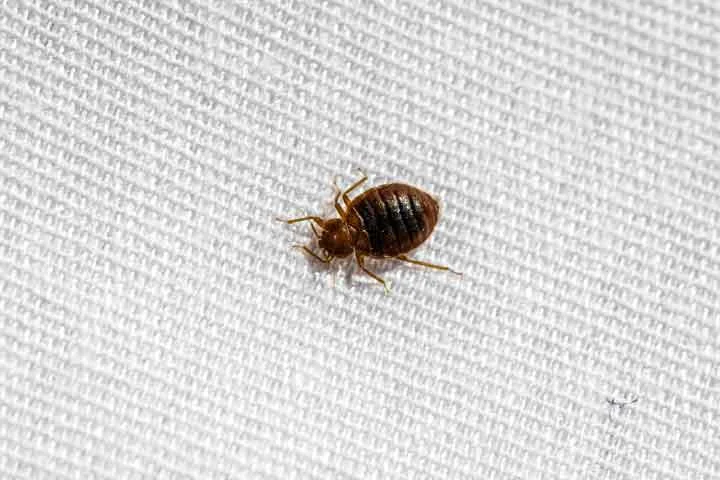 A bed bug on fabric. - How to Identify Early Signs of Bed Bugs A bed bug on fabric