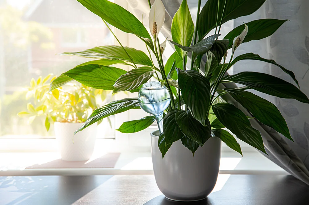 peace lilies Spathiphyllum plant soil in home interior indoors peace lilies Spathiphyllum plant soil in home interior indoors