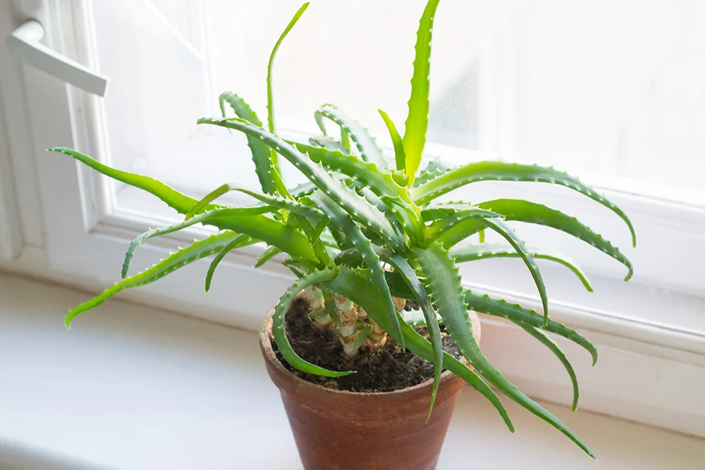 Growing of aloe on windowsill Growing of aloe on windowsill