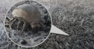 How to Prevent Dust Mites in Mattresses A 3D render of a dust mite in carpet.