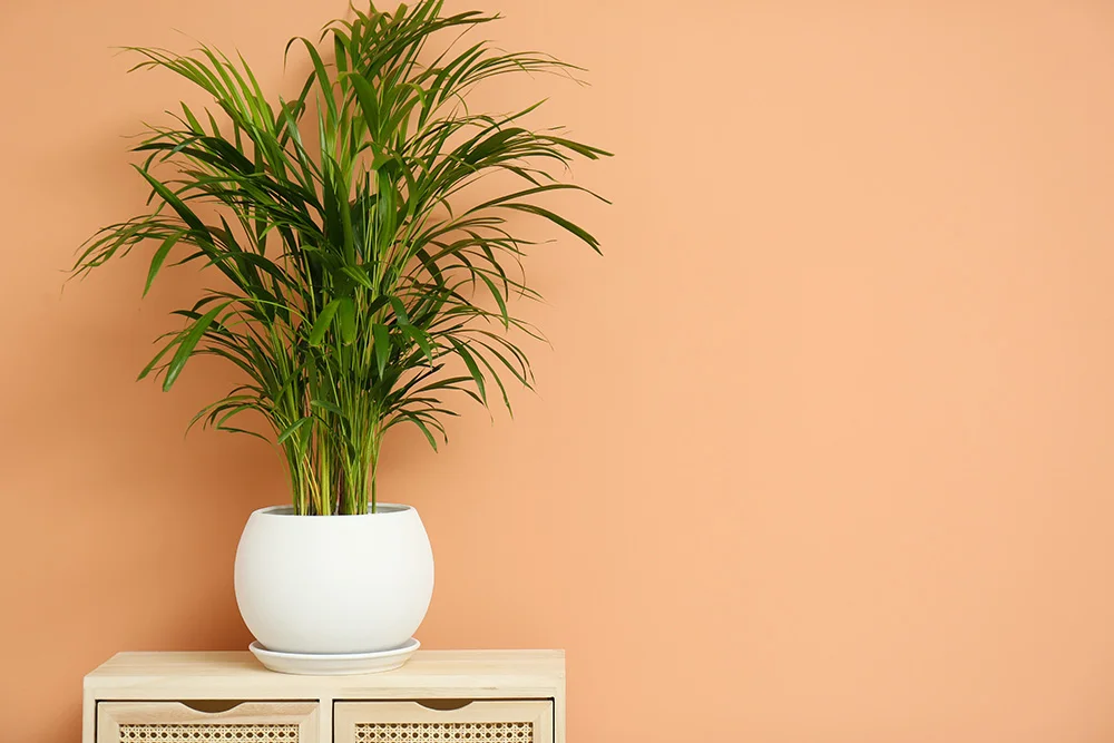 10 Best Plants for Your Bedroom Beautiful exotic house plant on drawer against color background.
