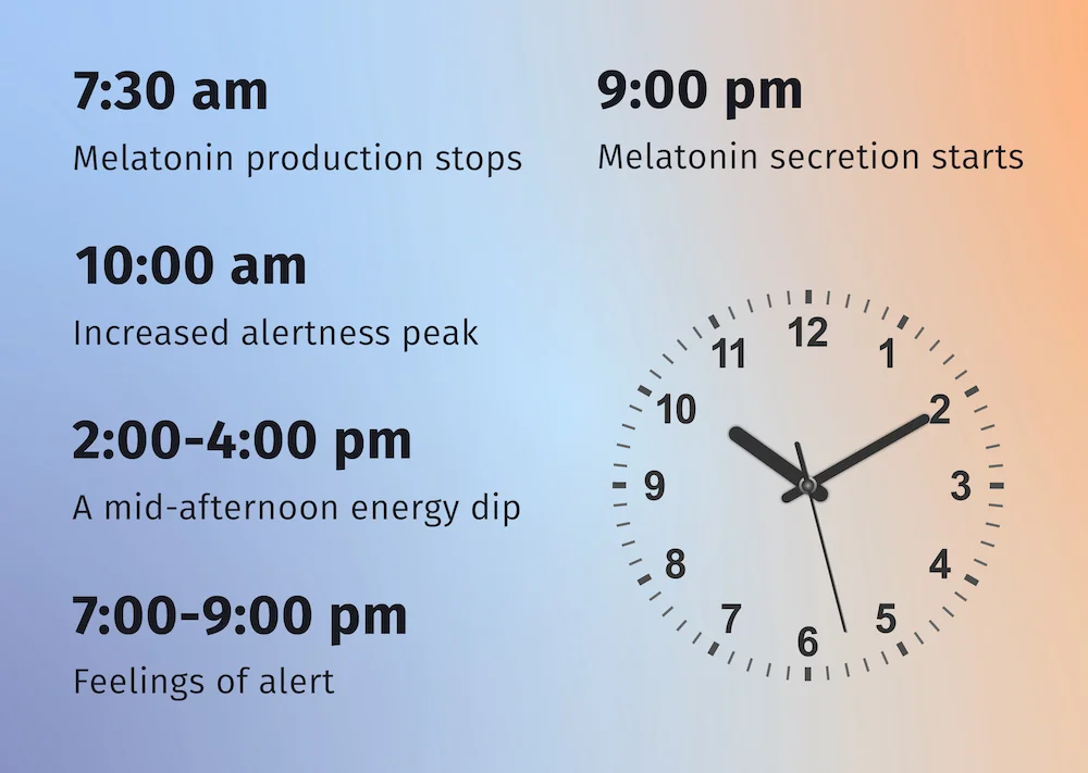 infographic of circadian rhythm